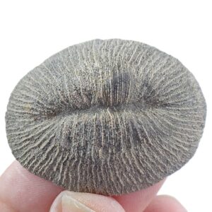 Cunnolites tenuiradiata