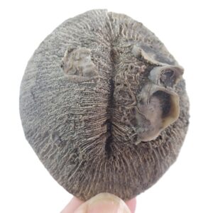 Cunnolites tenuiradiata