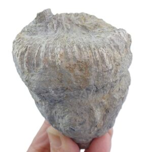 Montlivaltia egozcuei