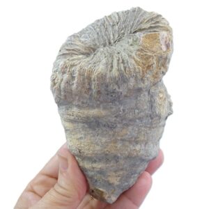 Montlivaltia egozcuei