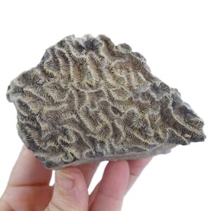 Meandrina isophyllioides