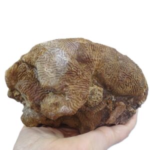 Dendrogyra radiata  VENDIDO