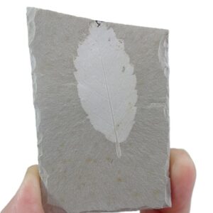 Zelkova zelkovifolia