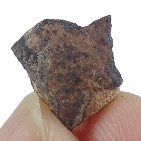 Acapulcoite NWA 1054