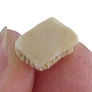 Rhombodus binkhorsti