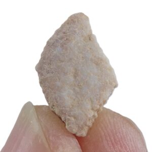 Rhombodus binkhorsti