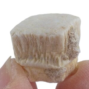 Rhombodus binkhorsti