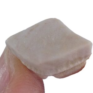 Rhombodus binkhorsti