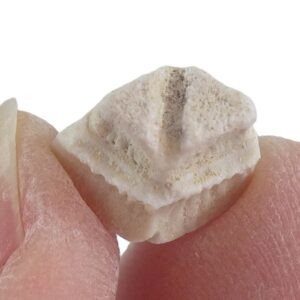 Rhombodus binkhorsti