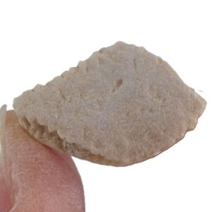 Rhombodus binkhorsti