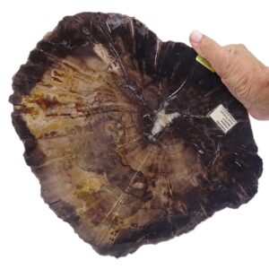 Woodworthia arizonicum