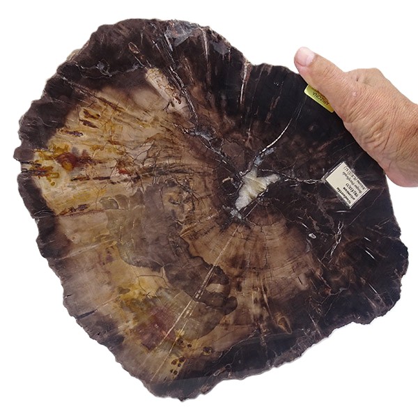 Woodworthia arizonicum