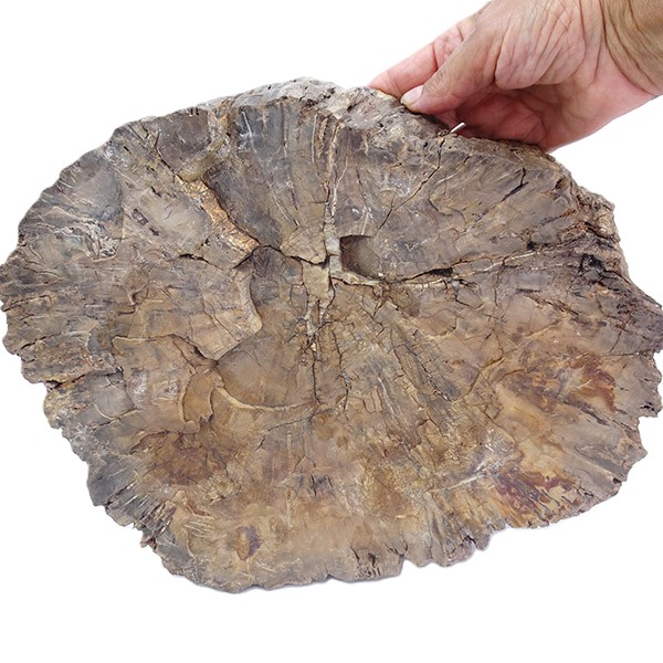 Woodworthia arizonicum - Imagen 4