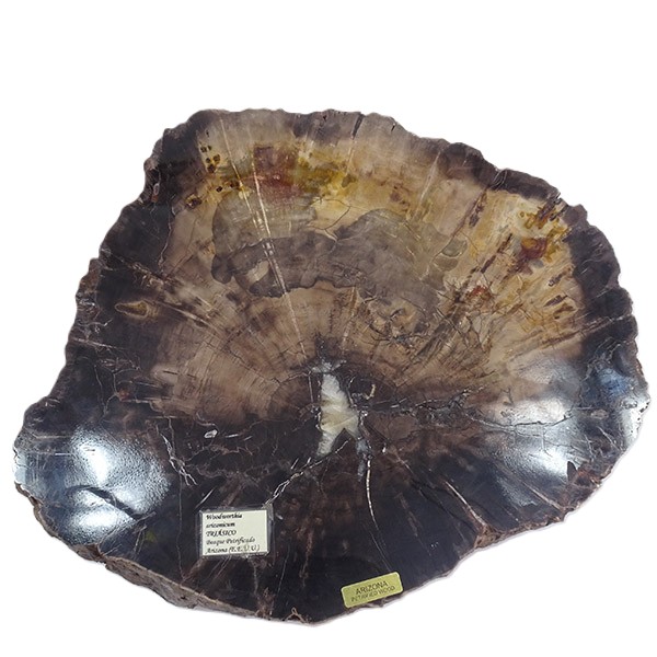 Woodworthia arizonicum - Imagen 3