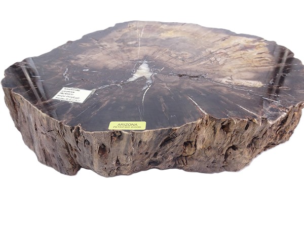 Woodworthia arizonicum - Imagen 2