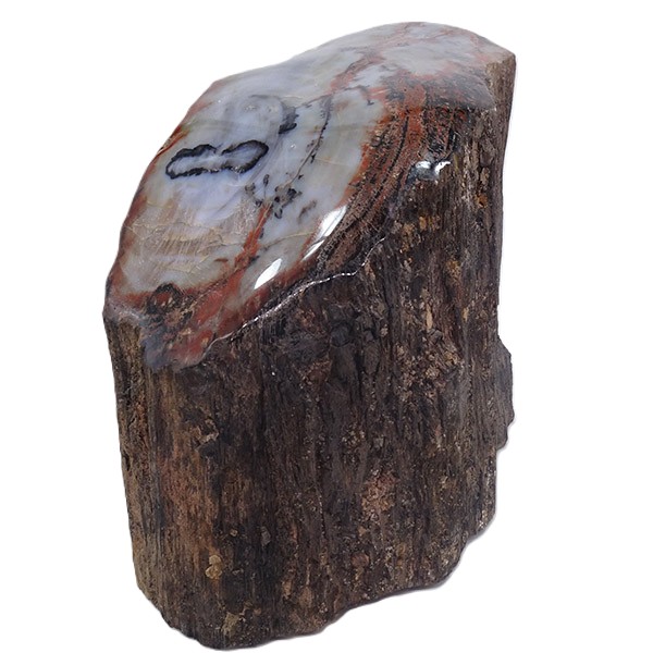 Araucarioxylon arizonicum - Imagen 2