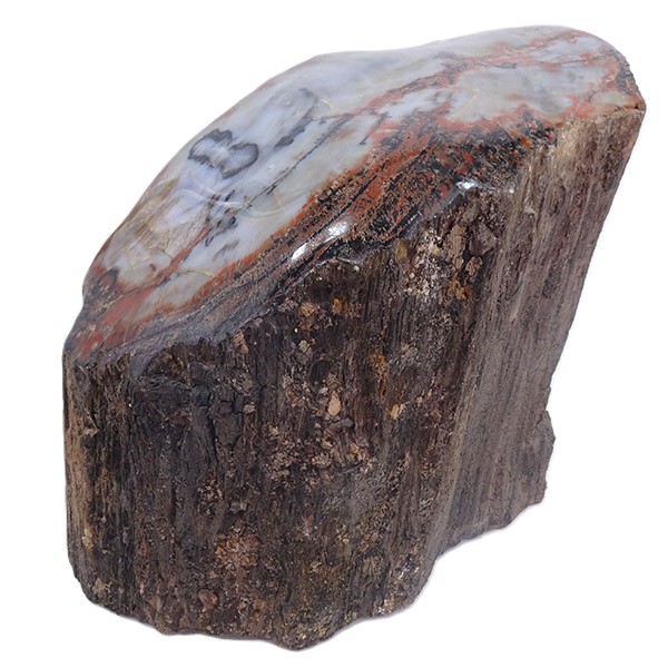 Araucarioxylon arizonicum - Imagen 3