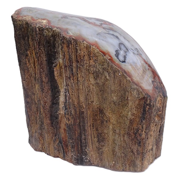 Araucarioxylon arizonicum - Imagen 4