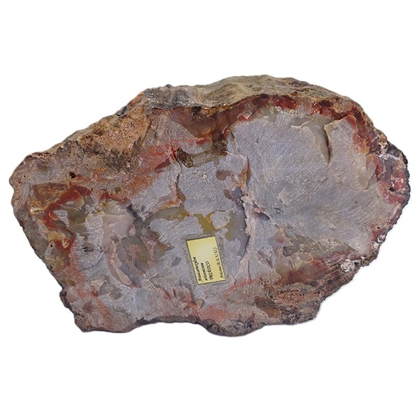 Araucarioxylon arizonicum - Imagen 5