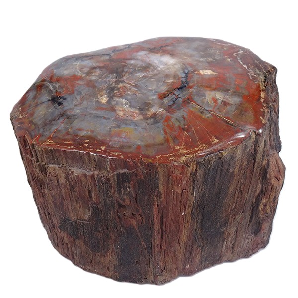 Araucarioxylon arizonicum - Imagen 2