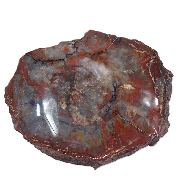 Araucarioxylon arizonicum - Imagen 3