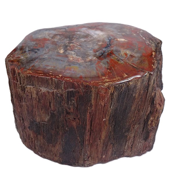 Araucarioxylon arizonicum