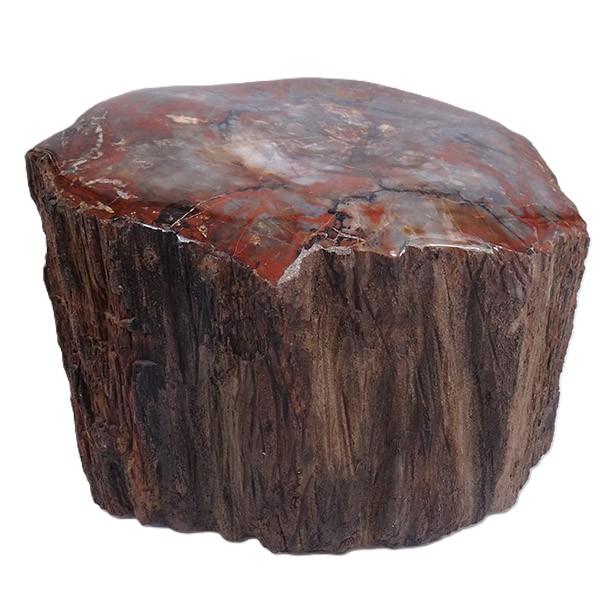 Araucarioxylon arizonicum - Imagen 4