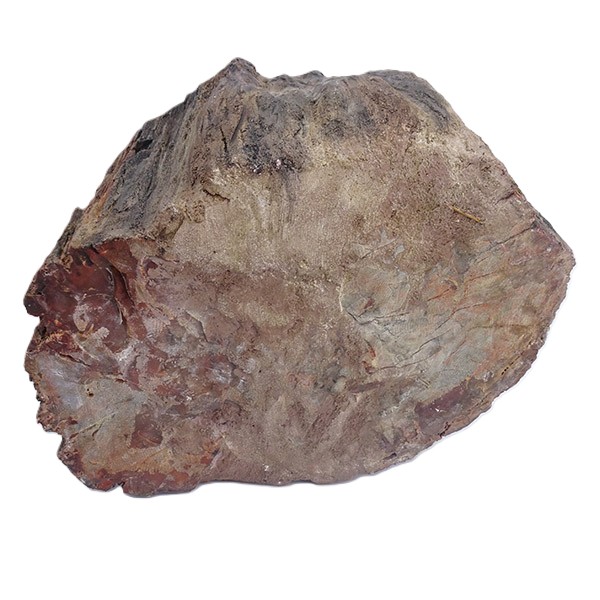 Araucarioxylon arizonicum - Imagen 5