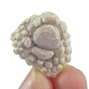 Phyllodus toliapicus