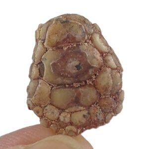 Phyllodus toliapicus