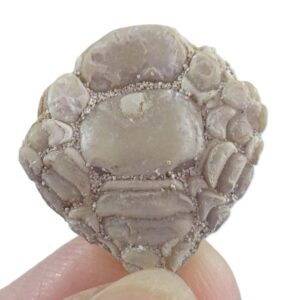 Phyllodus toliapicus