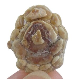 Phyllodus toliapicus