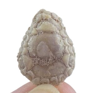 Phyllodus toliapicus