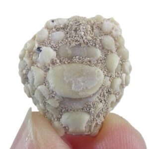 Phyllodus toliapicus