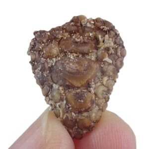 Phyllodus toliapicus