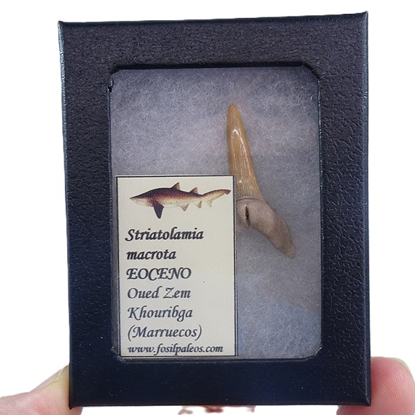 Striatolamia macrota - Imagen 2