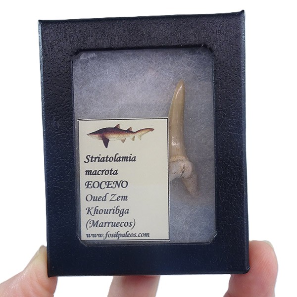 Striatolamia macrota - Imagen 4