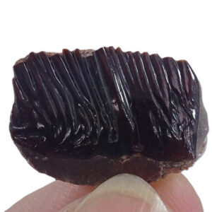 Obaichthys africanus