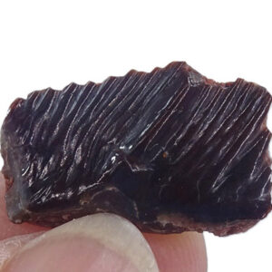 Obaichthys africanus