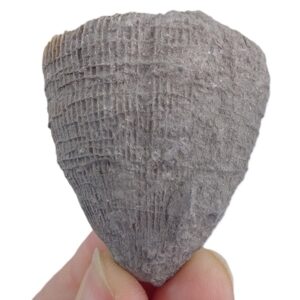 Placosmilia vidali=Aulosmilia archiaci