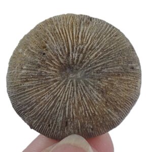 Cycloseris barcelonensis = Funginellastraea barcelonensis