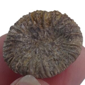 Nicaeotrochus cyclolitoides