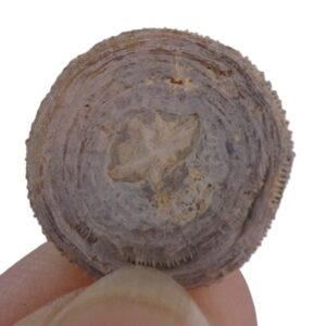 Cycloseris barcelonensis y Astrodiscus sp.