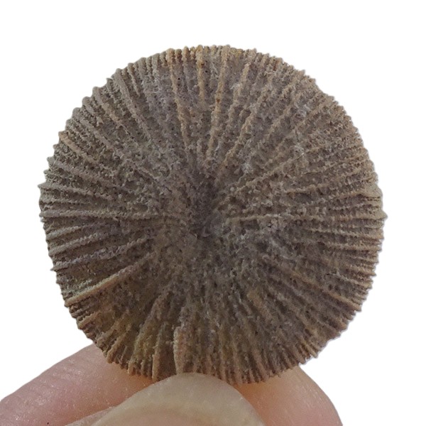 Cycloseris barcelonensis y Astrodiscus sp. - Imagen 2