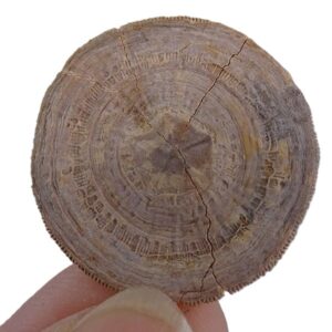 Cycloseris barcelonensis y Astrodiscus sp.