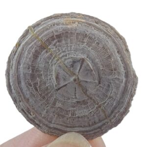 Cycloseris barcelonensis y Astrodiscus sp.