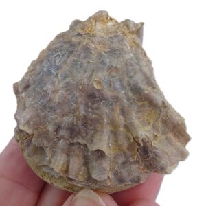 Ostrea (Ostrea) edulis lamellosa  VENDIDO