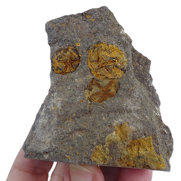 Isorophus africanus - Imagen 2