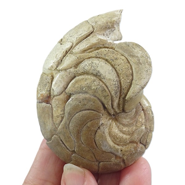 Hercoglossa cf. jacobi - Imagen 2