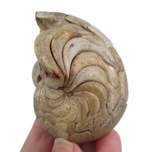 Hercoglossa cf. jacobi